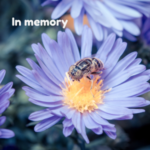 bee in a flower